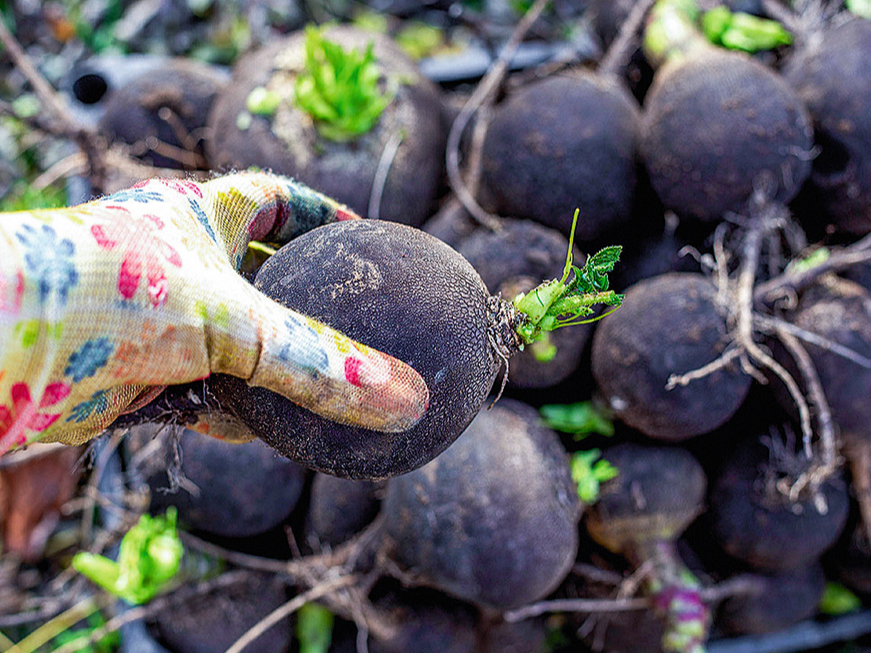 Melnos rutkus novāc oktobrī.