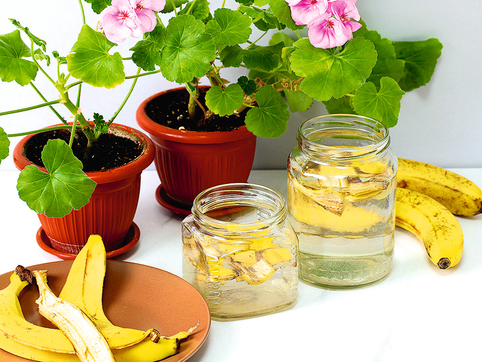 Lai augi varētu uzņemt kāliju, banānu mizas dažas dienas izmērcē ūdenī.