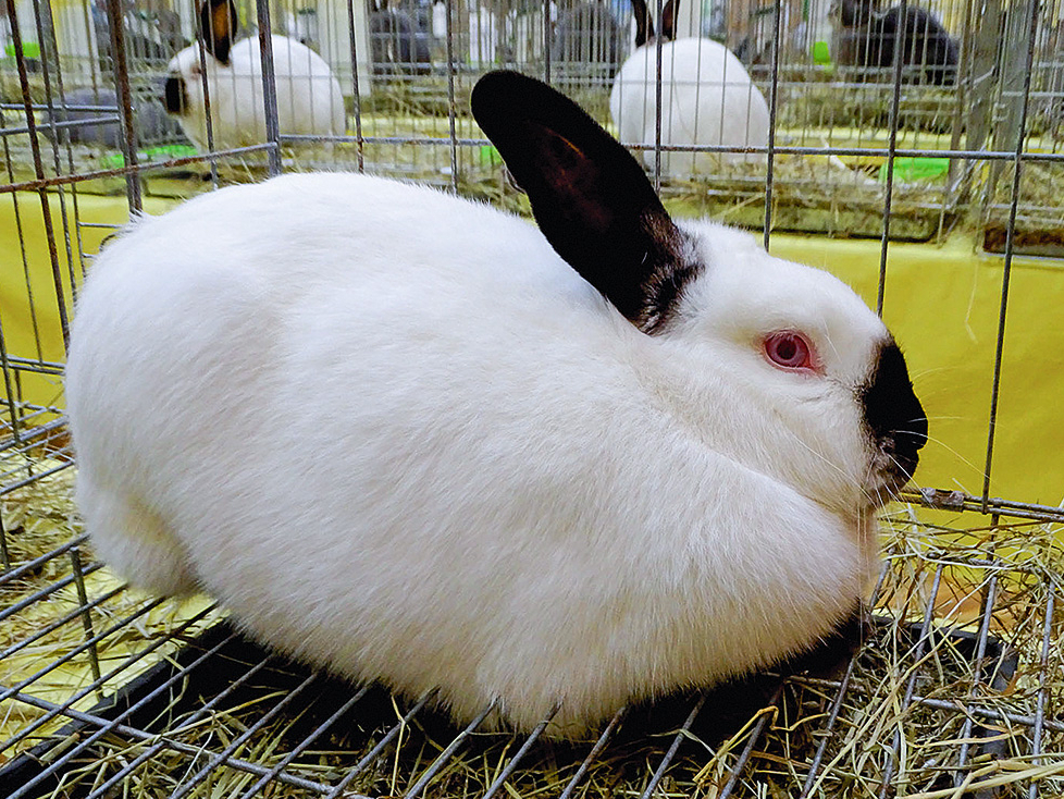 Kalifornijas šķirnes trušus iesaka izvēlēties iesācējiem.