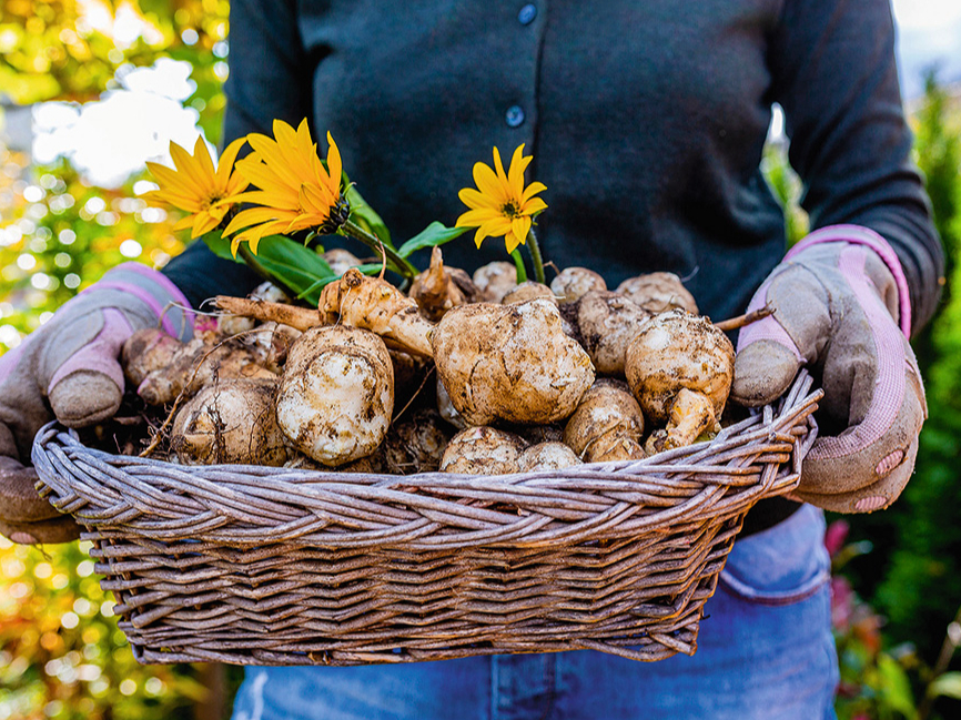 Topinambūrs ir viegli audzējams un neizvēlīgs augs, kas labi aug gandrīz jebkurā dārza augsnē, īpaši saulainās un siltās vietās.
