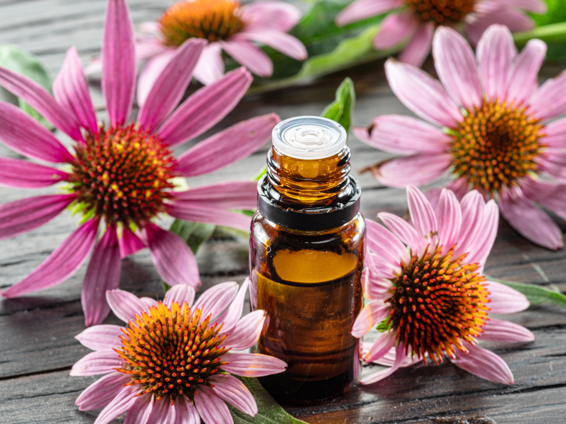 Purpursarkanā ehinācija.