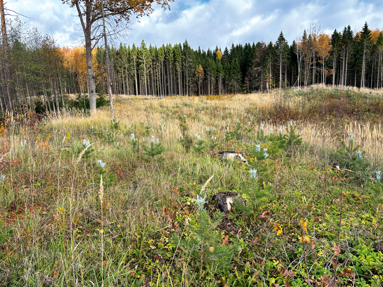Mežu stāda arī mazie meža īpašnieki. Jumpravas saimnieks Andrejs Kalniņš visus astoņus hektārus lauksaimniecībā izmantojamās zemes apstādījis ar priedi, egli, bērziem un melnalksni.