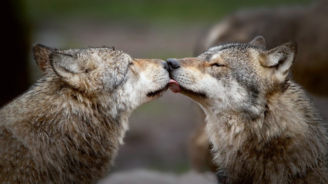 Vilku intelekts ir daudzslāņains un adaptīvs. Tas balstās sociālajā koordinācijā, komunikācijā un problēmu risināšanā, nevis cilvēciski vienkāršotā izpratnē par gudrību vai prasmīgu medīšanu vien.