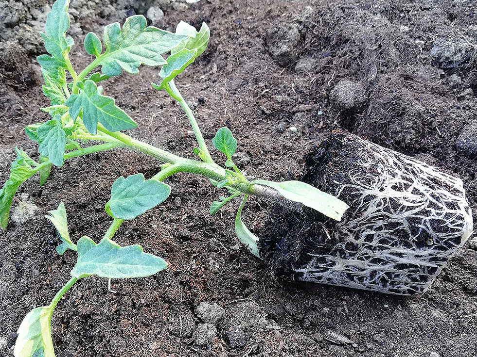 Ja stādi ir īsi, kompakti un ar labi attīstītu sakņu sistēmu, tie nav jāstāda slīpi.