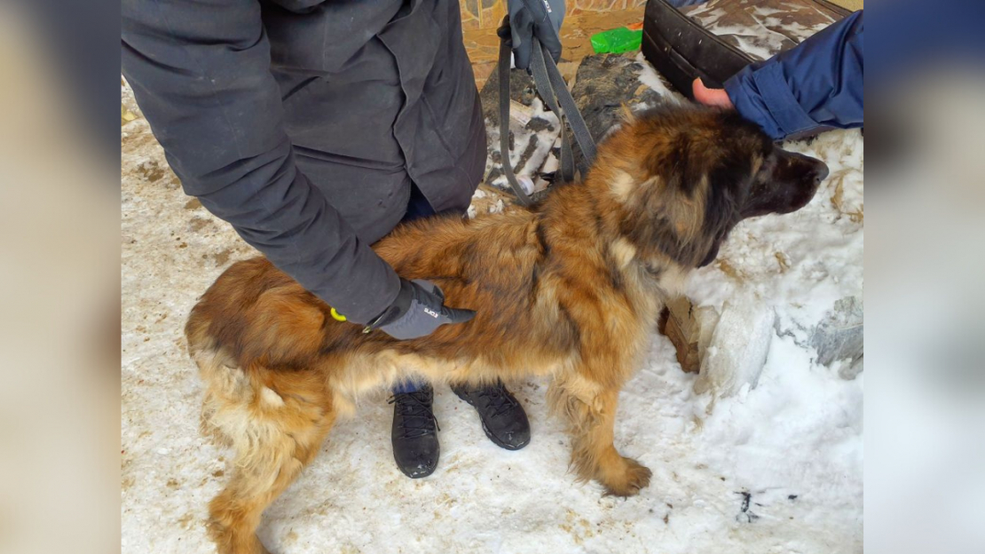 Pārtikas un veterinārais dienests no kādas saimniecības izņēmis 15 suņus un trīs kaķus.