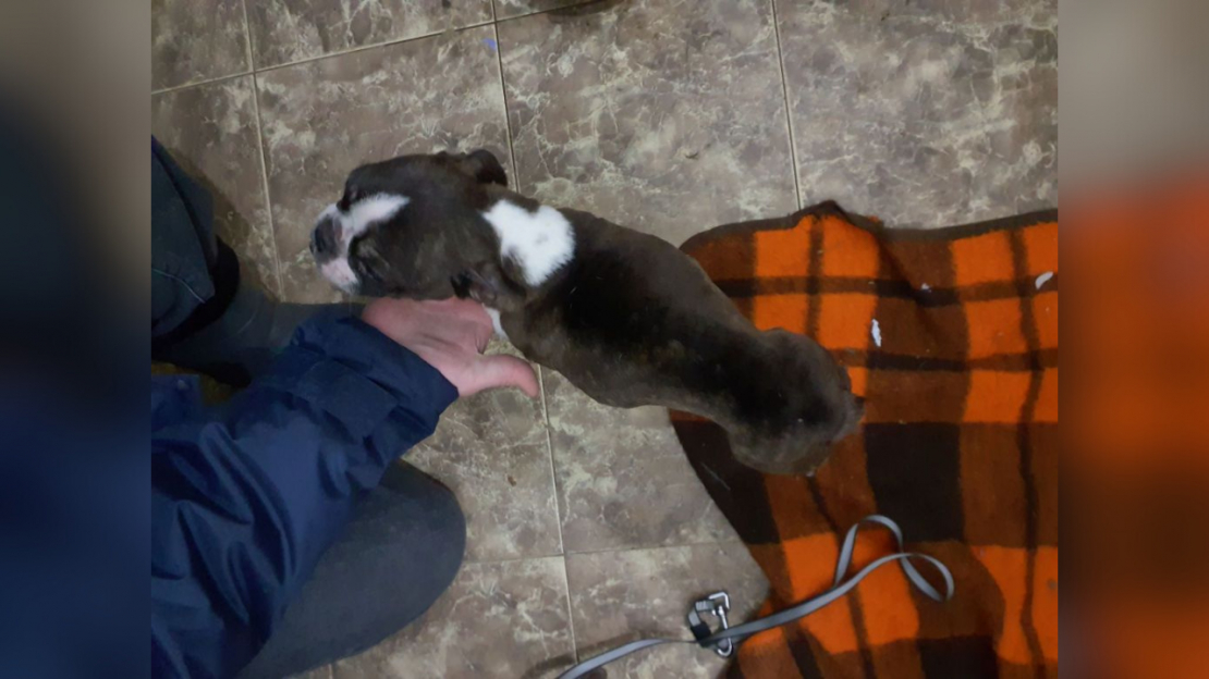 Pārtikas un veterinārais dienests no kādas saimniecības izņēmis 15 suņus un trīs kaķus.