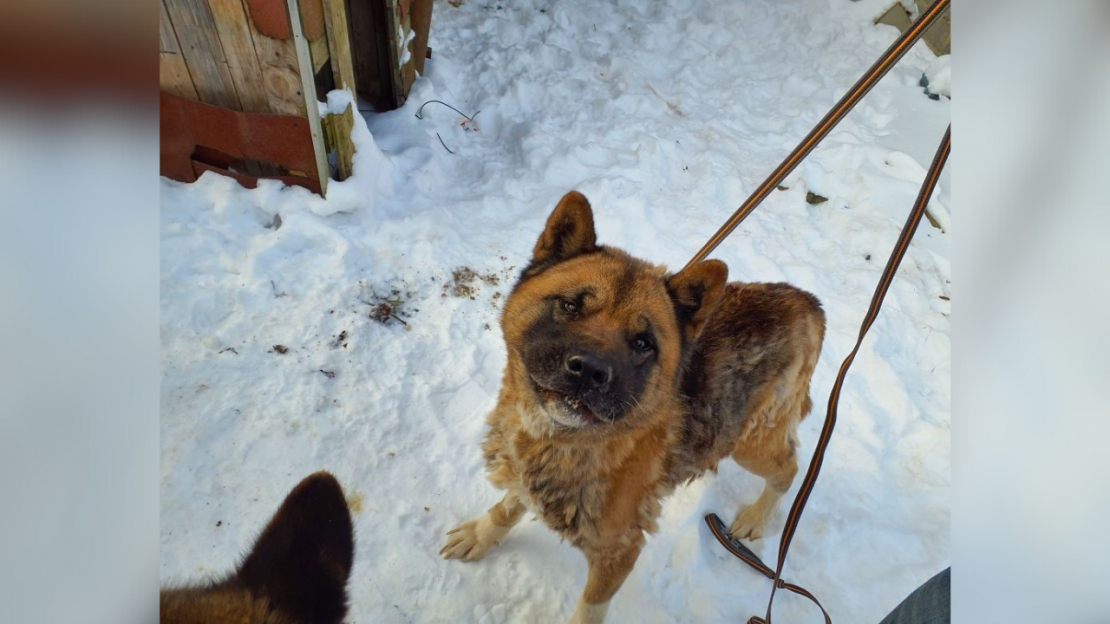Pārtikas un veterinārais dienests no kādas saimniecības izņēmis 15 suņus un trīs kaķus.