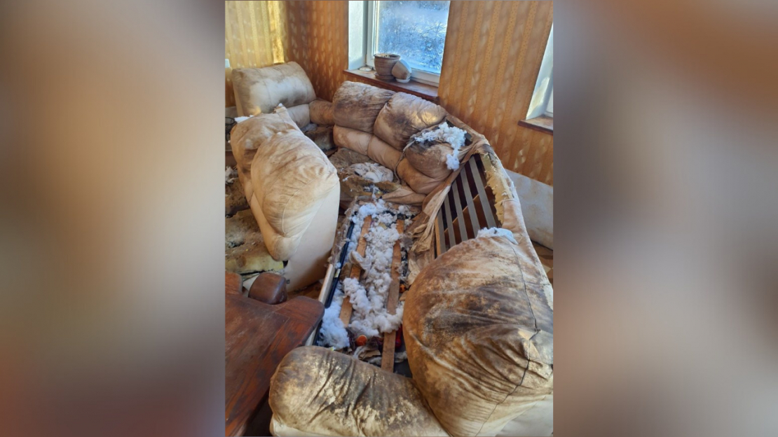 Pārtikas un veterinārais dienests no kādas saimniecības izņēmis 15 suņus un trīs kaķus.