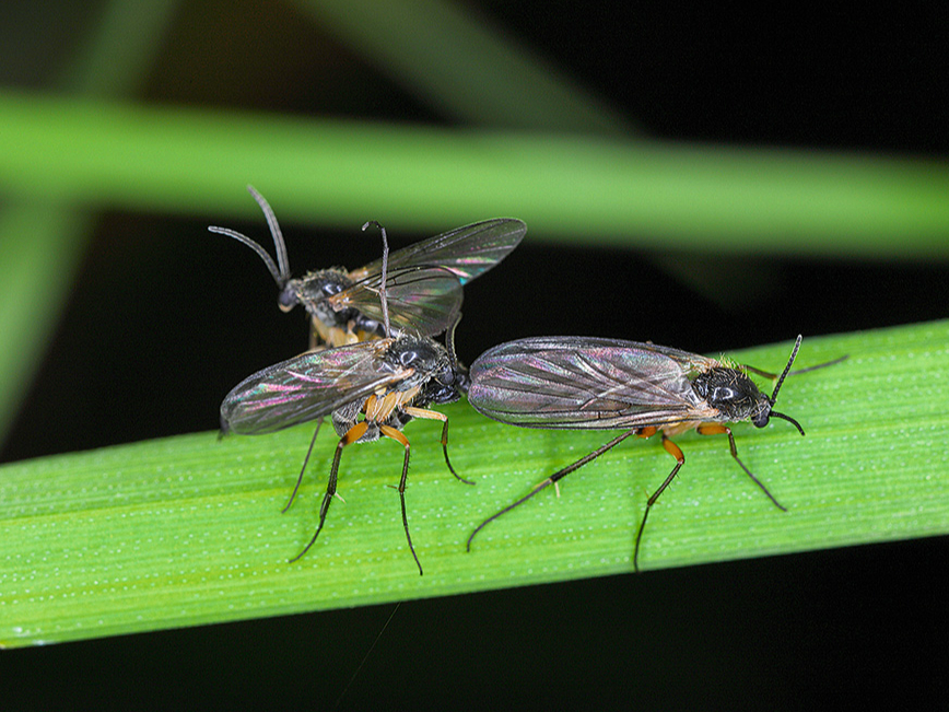 Gadā var attīstīties 3–4 trūdodiņu paaudzes.