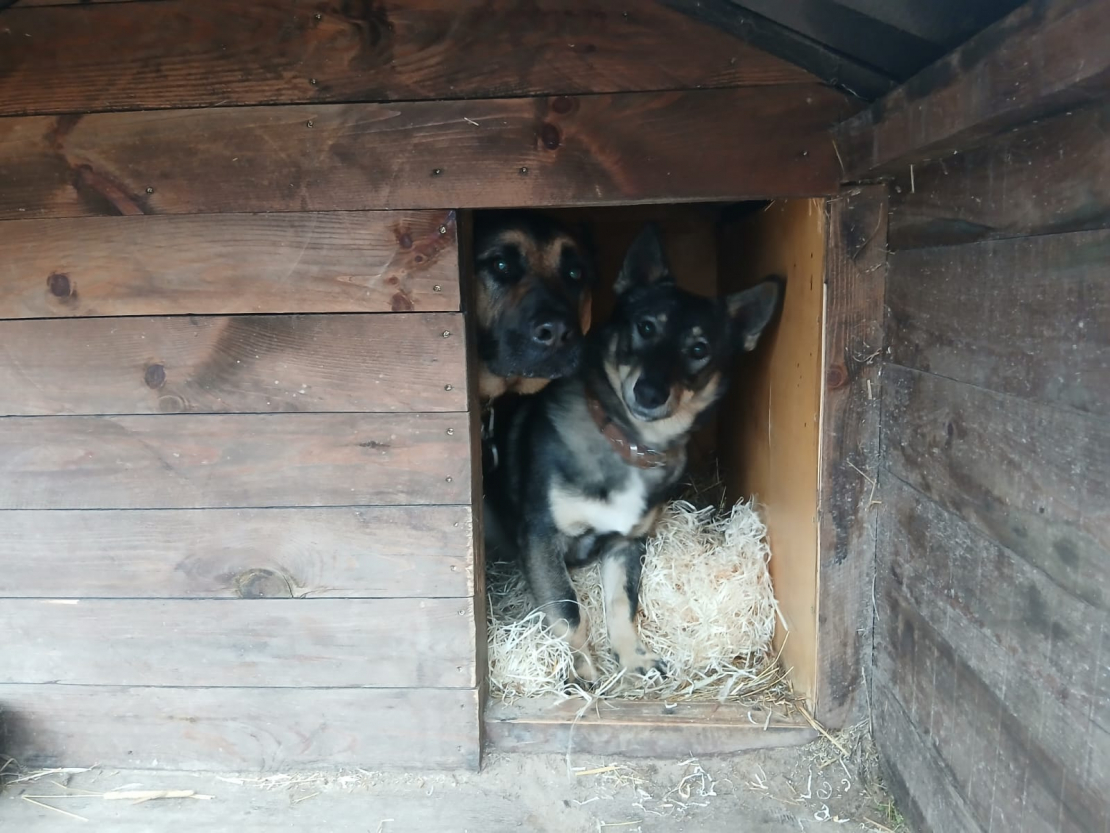 Siltākais risinājums dzīvniekiem ziemā.