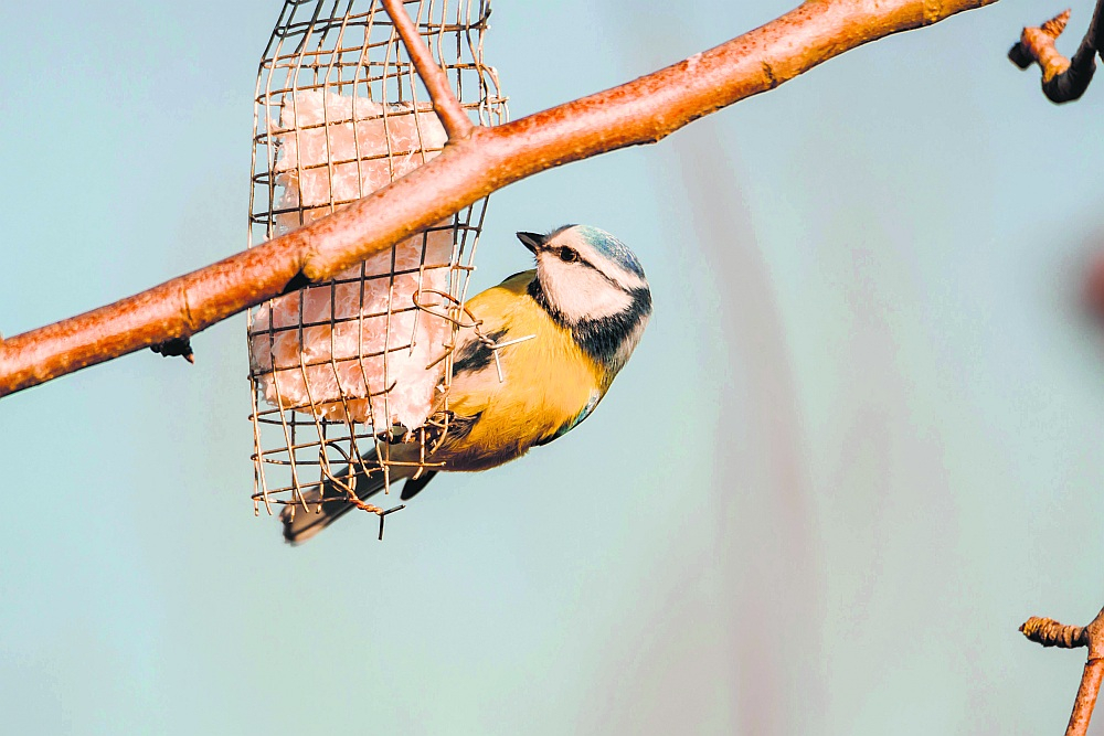 Zilzīlītei dos enerģiju nesālīts speķis. Lai to nenoēstu lielie putni, ēdamo der ielikt metāla sietā un iekarināt.