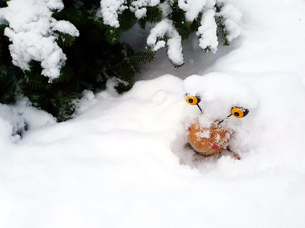 Pašreizējā sniega sega pasargā gan gliemežus, gan kukaiņus. Kukaiņu un ērču izsalšanai nepieciešams vismaz divu nedēļu ilgs kailsals un vismaz mīnus 20 grādu gaisa temperatūra.