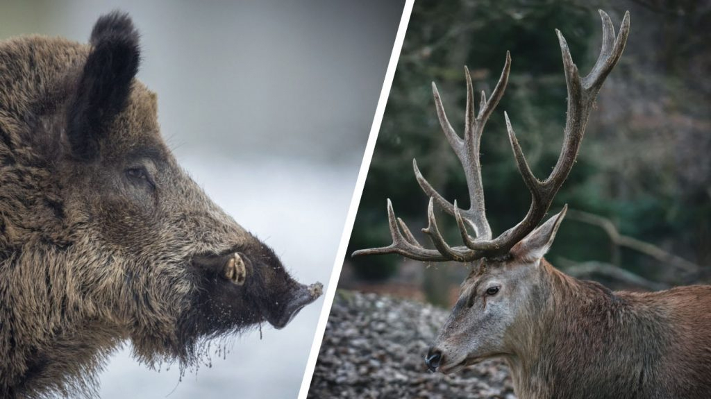 Pagarināta staltbriežu un mežacūku dzinējmedību sezona. Ilustratīvs attēls.