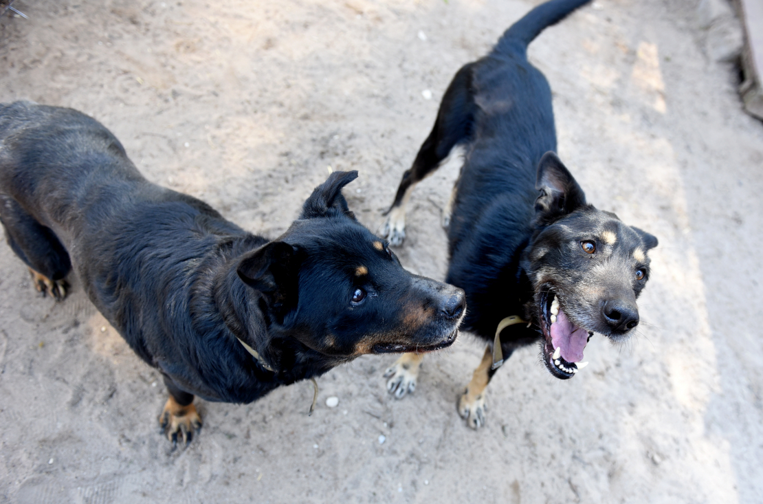 Suņi. Ilustratīvs attēls.