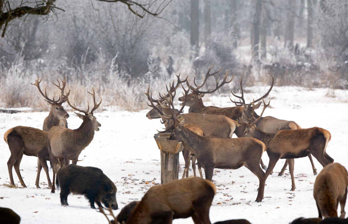 Brieži piebarošanas vietā.