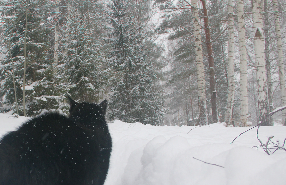 Kaķis ziemas ainavā.