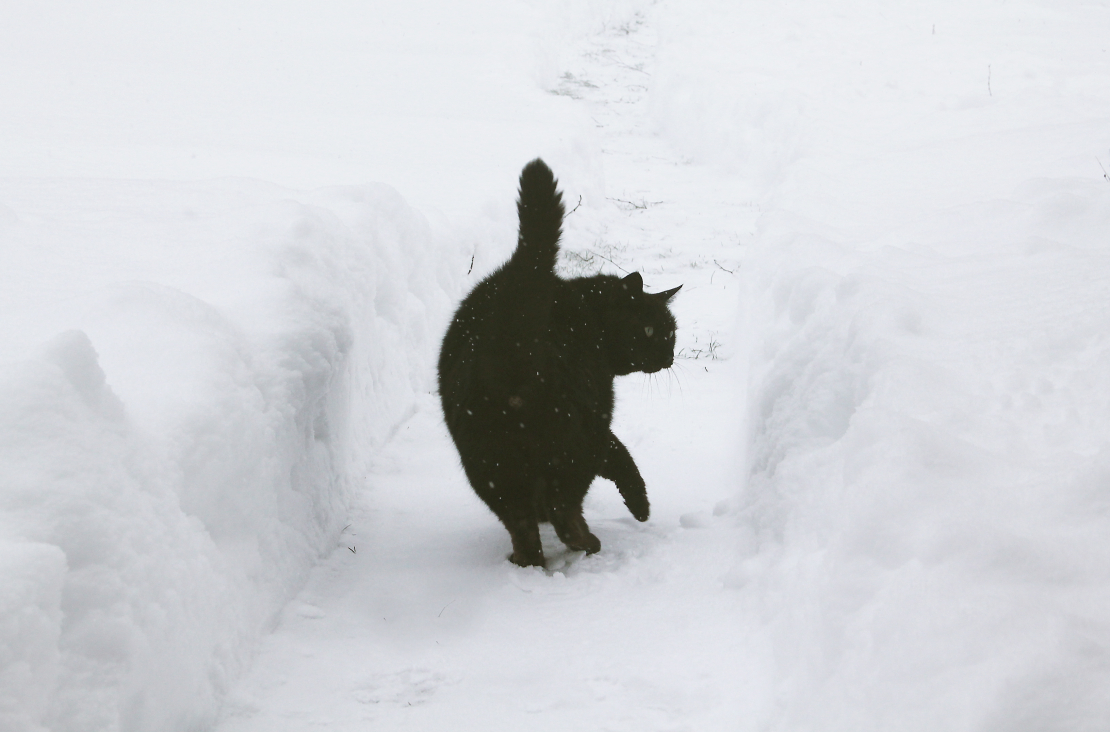 Kaķis ziemas ainavā.