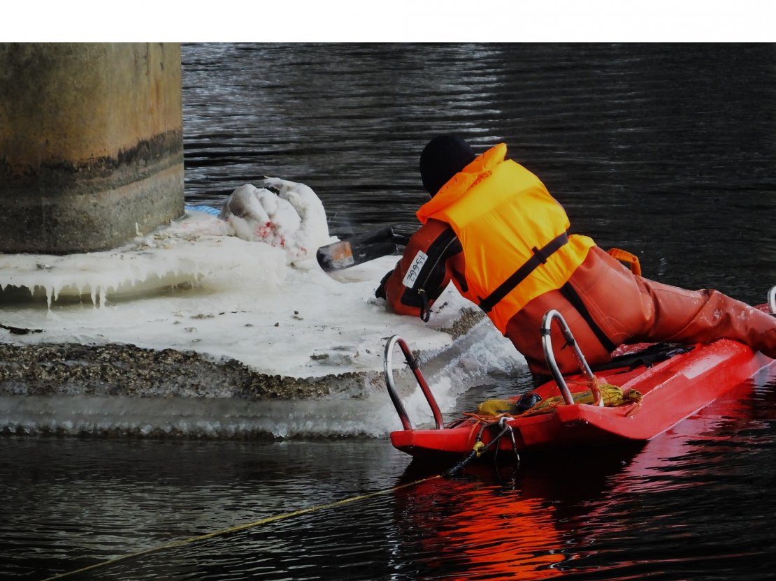 Gulbja glābšanas operācija Bolderājā.