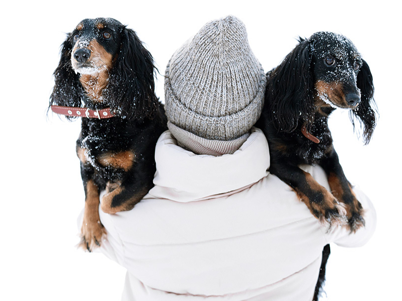  Maza auguma suņi siltumu fizioloģiski zaudē ātrāk un biežāk nosalst.