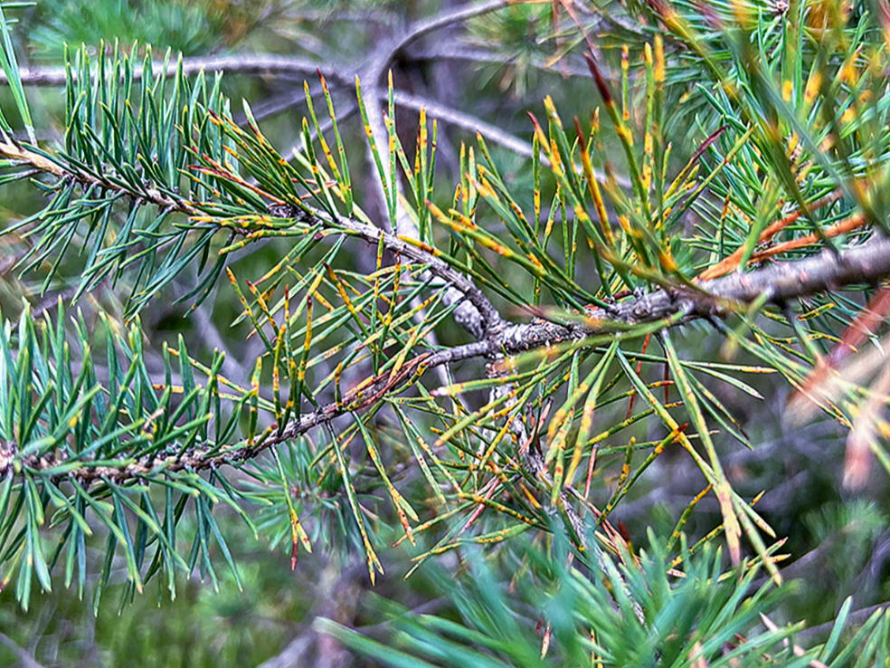 Ar Dothistroma spp. inficējušās priedes.