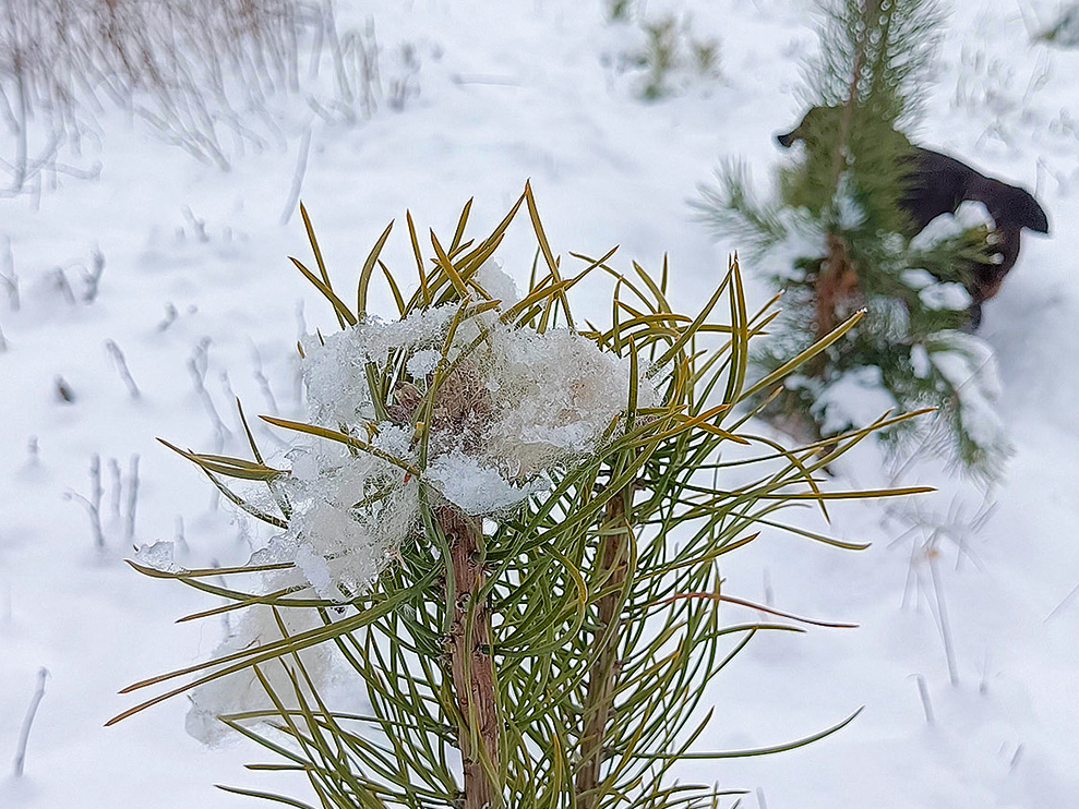 Priedes galotnes aizsardzība ar aitas vilnu.