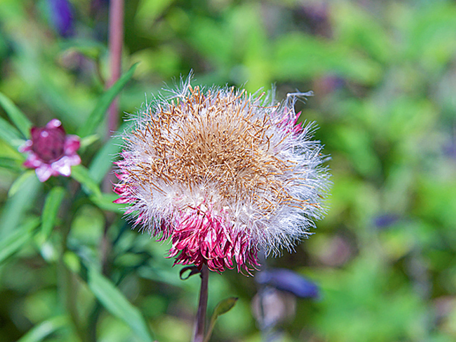 Sēklas ievāc sausā laikā, kad ziedkopas noziedējušas un kļuvušas brūnas un sausas.