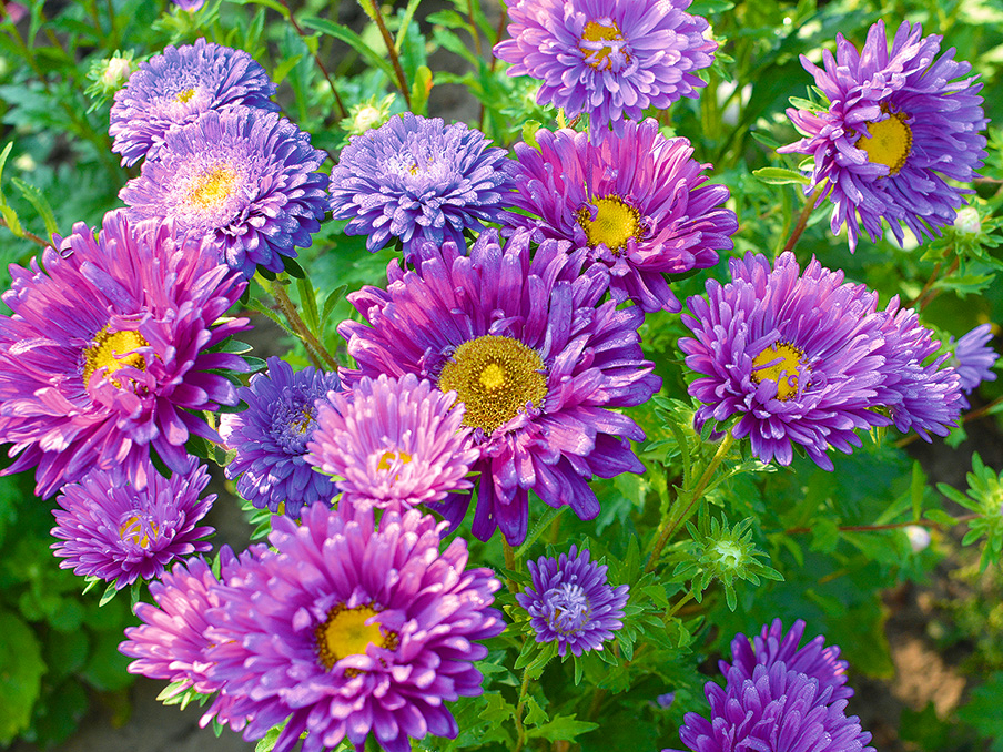 Asteres dod priekšroku saulainai vietai un labi drenētai, trūdvielām bagātai, bet ne pārāk smagai augsnei.