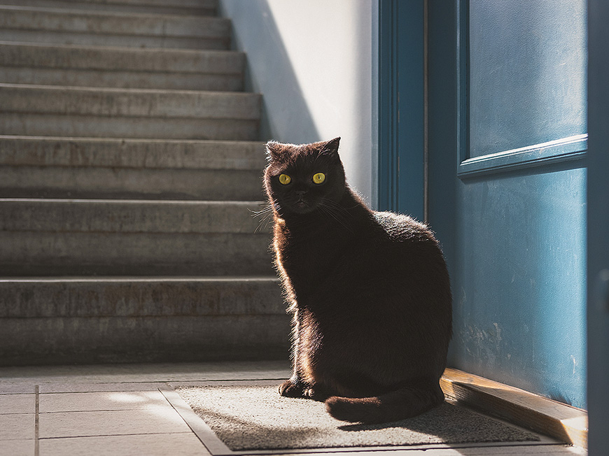 Iespējams, kaķa saimnieki dzīvo turpat kaimiņos.