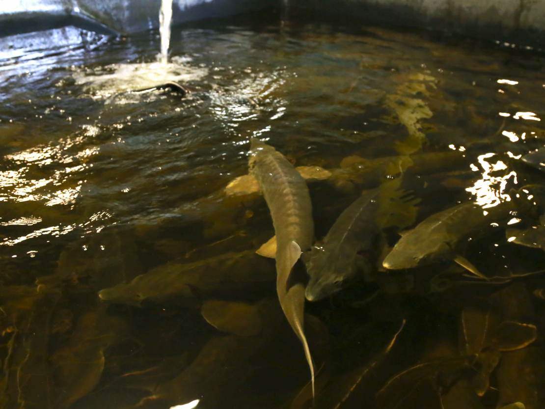 Stores zivjaudzētavā. Ilustratīvs attēls.