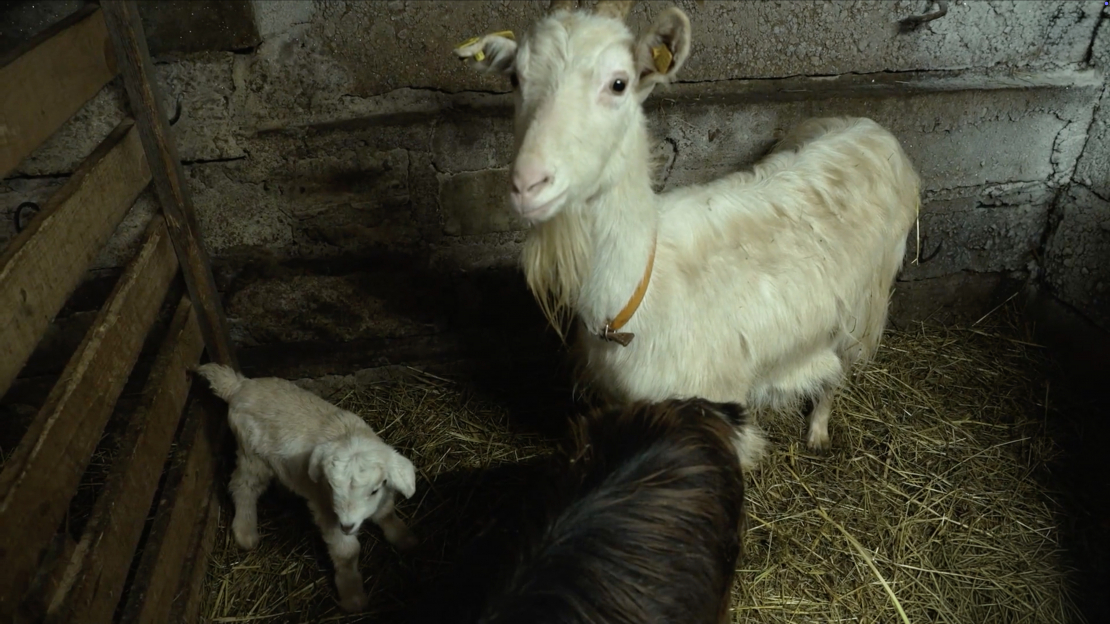 Karalkinu ģimenes saimniecībā nesen piedzimuši seši kazlēni. 