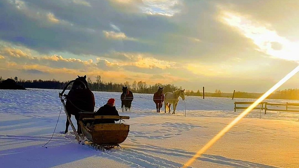 Šoziem var izbaudīt reti iespējamu izklaidi – braucienu zirgu vilktās kamanās.