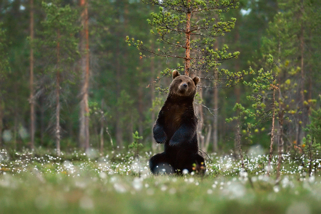 Lācis atstāj smaržu uz kokiem, iezīmējot teritoriju. Tādās vietās var ievākt vilnu DNS pētījumiem.