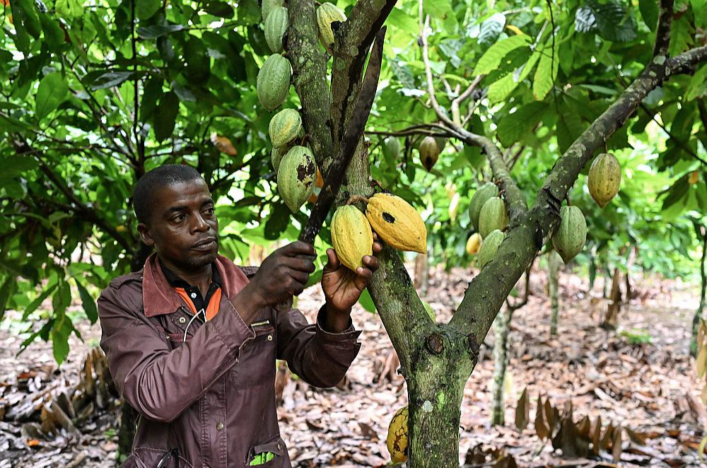 Neskatoties uz augstām kakao cenām biržā, kakao pupiņu audzētāji ir izmisumā zemo pupiņu iepirkuma cenu dēļ. Tirgus mehānismi darbojas tā, ka ne vienmēr augstas lauksaimniecības preču cenas biržā nozīmē augstus ienākumus to audzētājiem.
