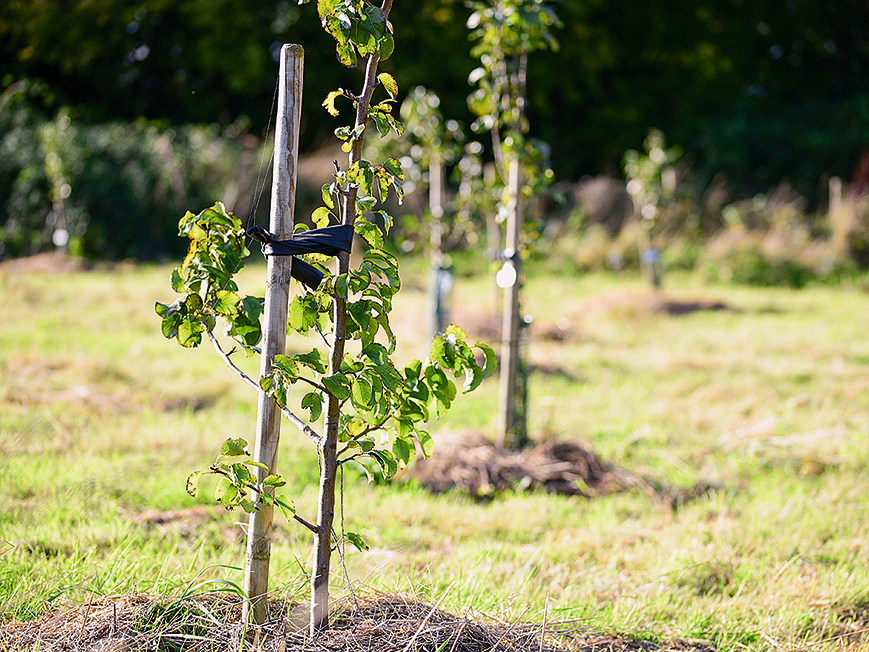 Attālums starp augļukokiem lielākoties atkarīgs no izmantotā potcelma.
