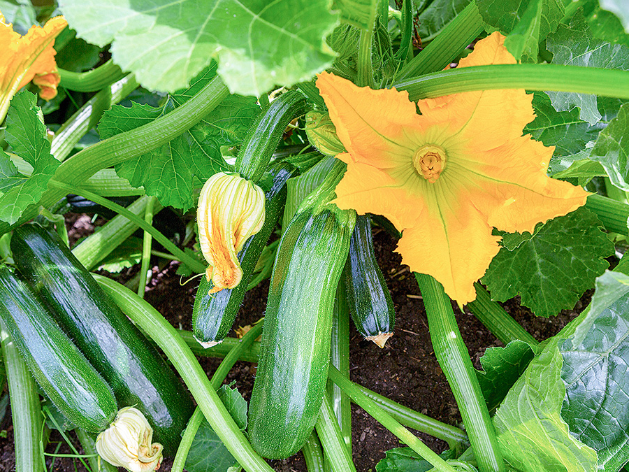 Ziedēšanas un augļu veidošanās laikā kabači noteikti jālaista.