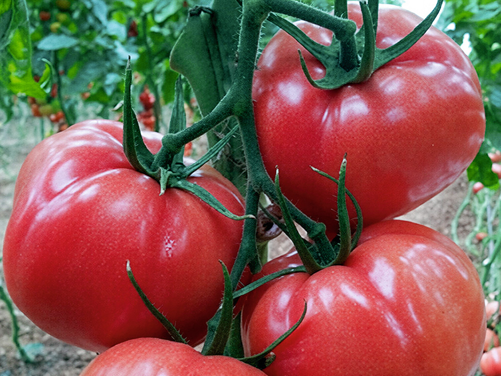 ‘Pink Panther F1’ – agri, ļoti garšīgi aveņkrāsas tomāti.