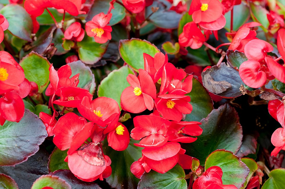 Tieši tagad jāsēj arī leduspuķītes, kuras daudzi iecienījuši ne tikai kā košumaugus, bet arī stādījumos tuvinieku atdusas vietās.