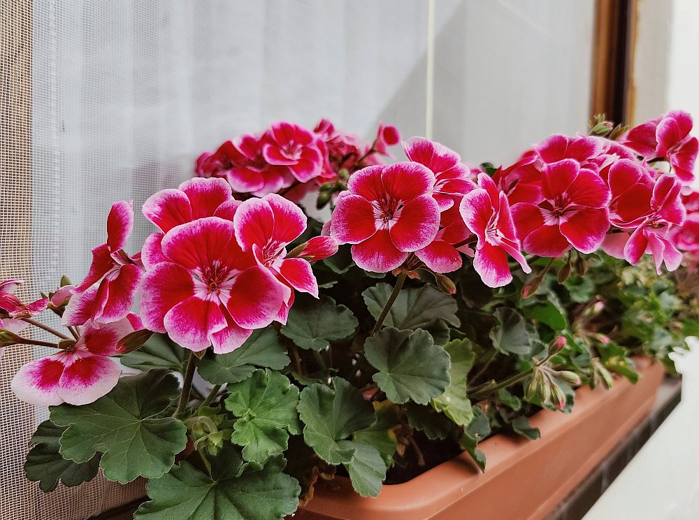 Pelargonijas biežāk pavairo ar spraudeņiem nekā no sēklām, tomēr arī tas nav sarežģīti.