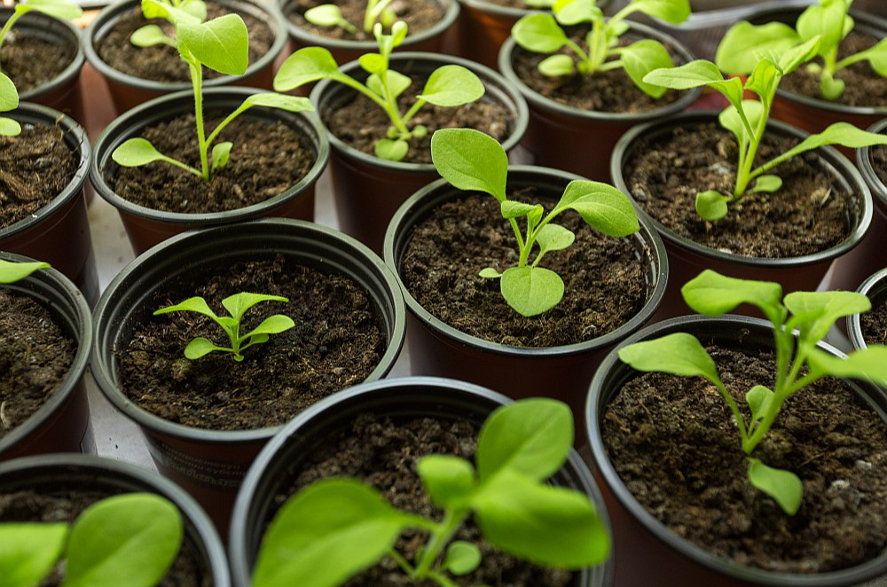 Petūnijas ir vienas no lēnāk augošajām vasaras puķēm.