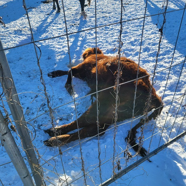 Pārtikas un veterinārais dienests Tabores pagastā no saimniecības izņem 95 liellopus.