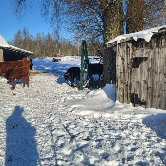 Pārtikas un veterinārais dienests Tabores pagastā no saimniecības izņem 95 liellopus.