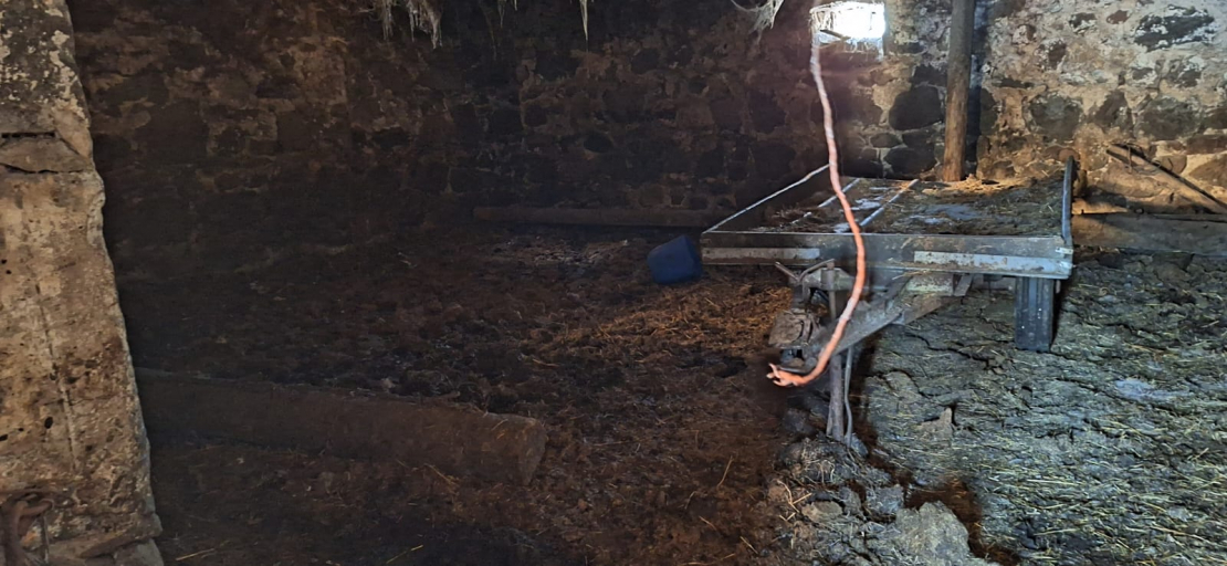 Pārtikas un veterinārais dienests Tabores pagastā no saimniecības izņem 95 liellopus.