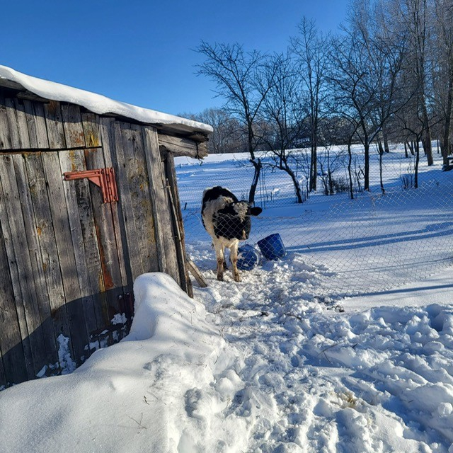 Pārtikas un veterinārais dienests Tabores pagastā no saimniecības izņem 95 liellopus.