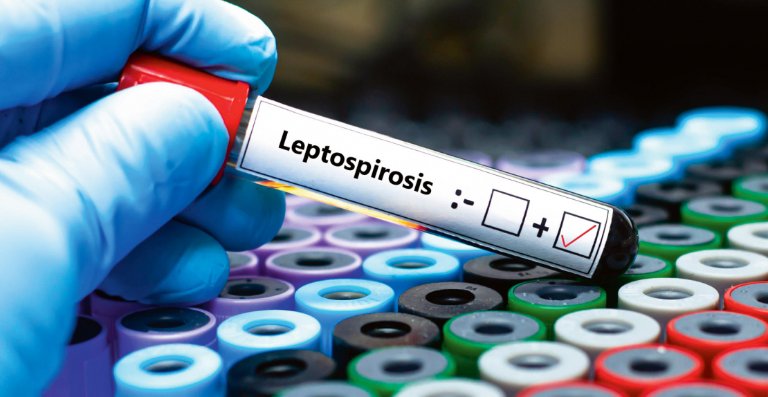 Leptospiroze ir bakteriāla zoonoze, kas skar gan dzīvniekus, gan cilvēkus. 