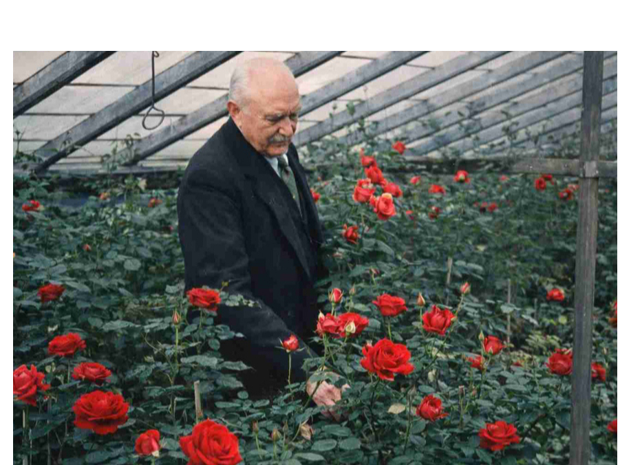 Jūlijs Rībelis savā rožu siltumnīcā. Žurnāls “Atpūta”, Nr. 291
(30.05.1930.). Attēls digitāli apstrādāts un kolorēts.