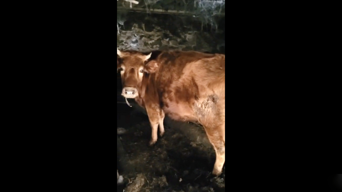 Pārtikas un veterinārais dienests no kādas saimniecības Augšdaugavas novada Tabores pagastā izņēmis 95 dažāda vecuma liellopus.