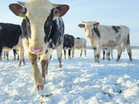 Ganāmpulks ziemā. Ilustratīvs attēls.