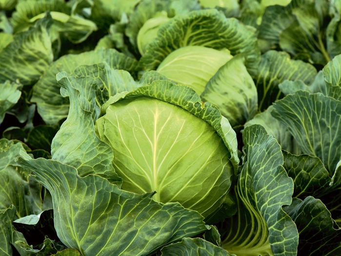 Kāpostu lauks. Ilustratīvs attēls.