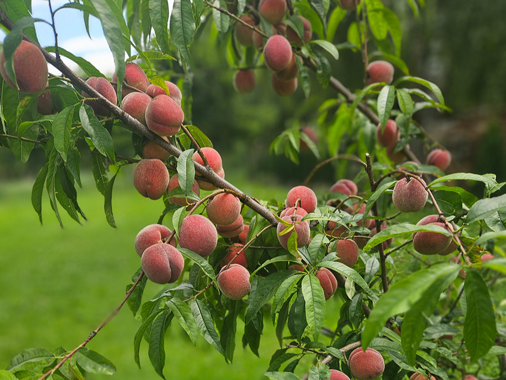 Jāizvēlas vietējiem apstākļiem piemērotas šķirnes.