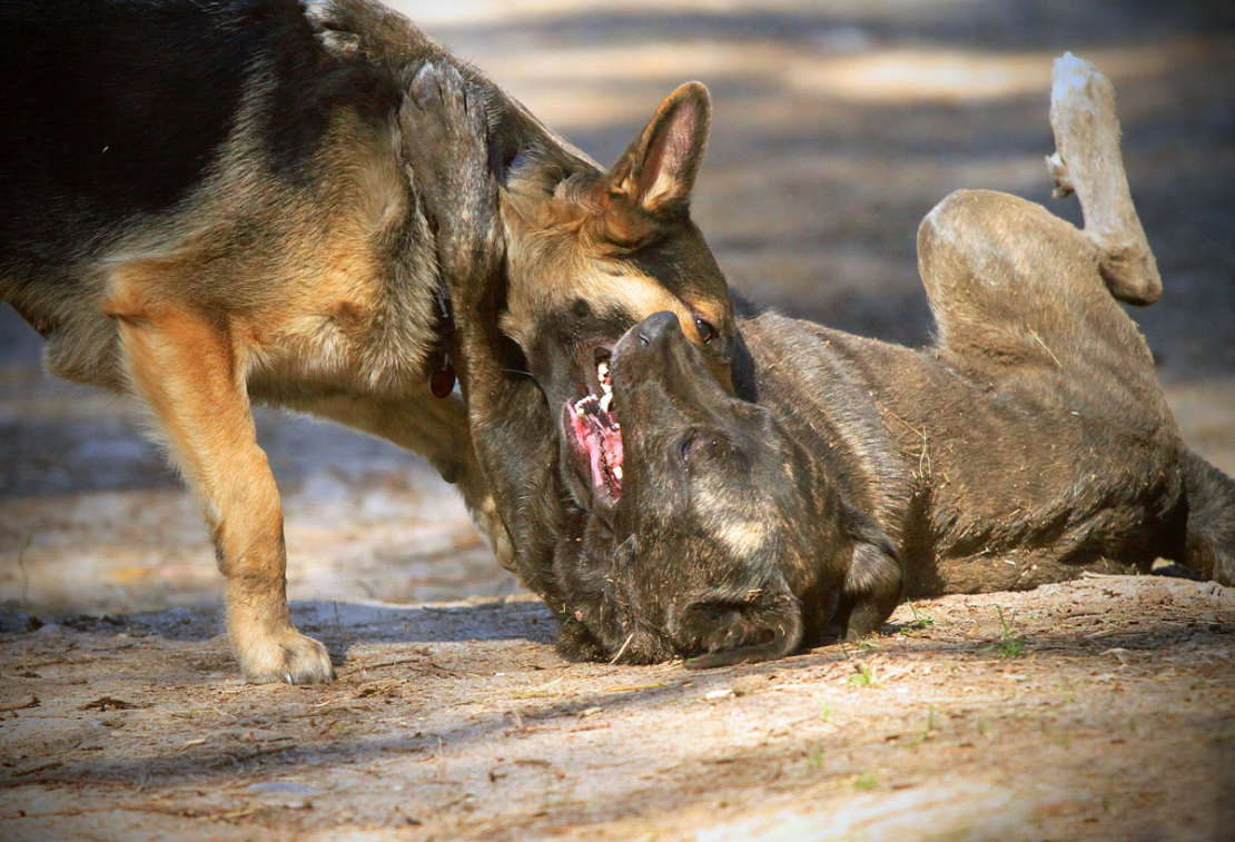 Pirms vainot notikušajā vilkus, ir vērts noskaidrot, vai tas tiešām tā ir bijis.